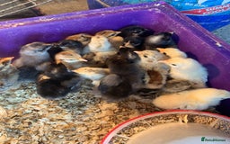 Chickens poultry for sale: Bantam chicks  - Image 2