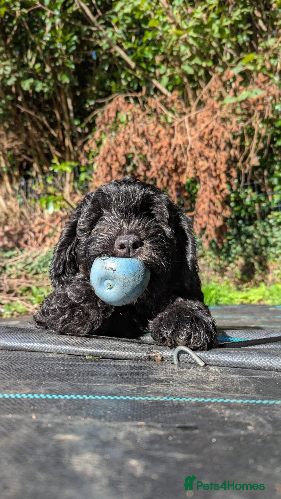 Sheepadoodle dogs for sale: last sheepadoodle  - Advert 2