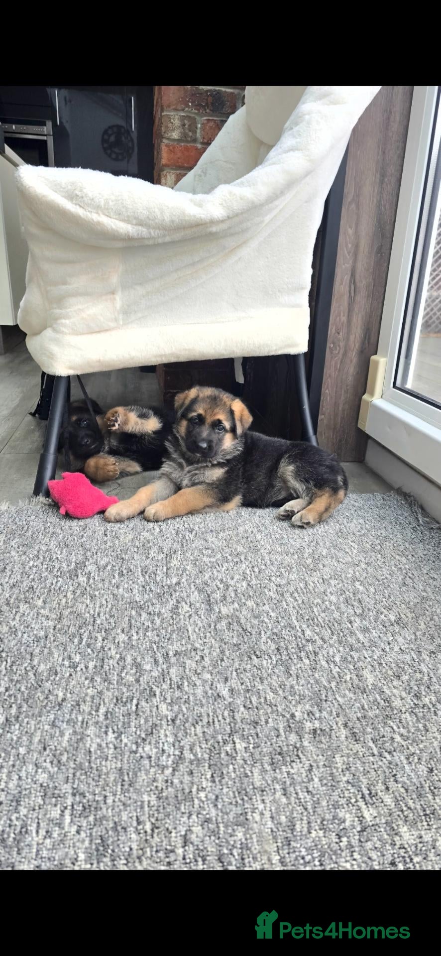 German Shepherd dogs  BEAUTIFUL GERMAN SHEPHERD PUPPIES - Advert 2