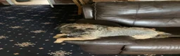 Border Terrier dogs for sale: KC registered puppies in Swansea - Advert 4