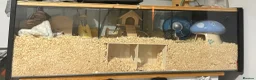 Hamster rodents for sale: Dwarf hamster with setup  - Advert 2