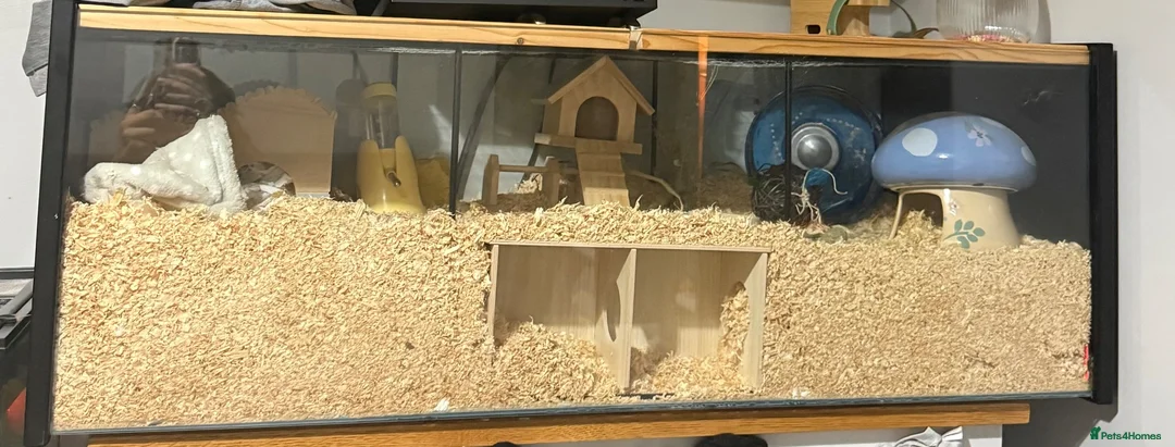 Hamster rodents for sale: Dwarf hamster with setup  - Advert 2