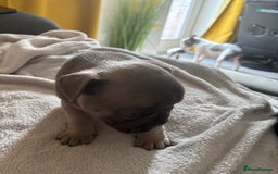 French Bulldog dogs for sale: Adorable French bulldog puppies for sale - Image 12