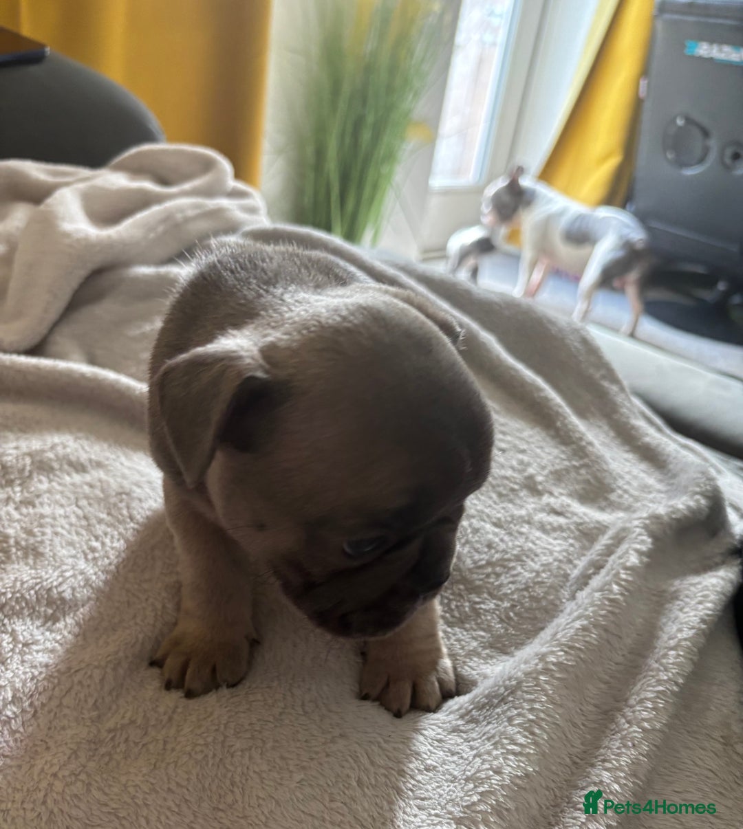 French Bulldog dogs for sale: Adorable French bulldog puppies for sale - Image 12