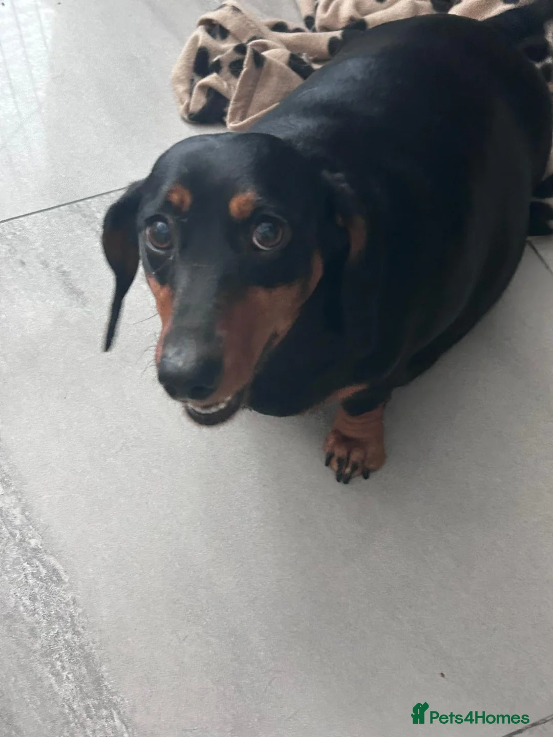 Dachshund dogs for sale: Dachshunds for sale ready to leave now  in Newcastle upon Tyne - Advert 5