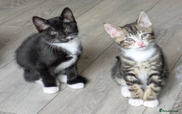 Domestic Shorthair cats for sale: Beautiful domestic short hair kittens for sale  - Image 6