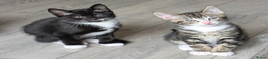 Domestic Shorthair Kitten 4