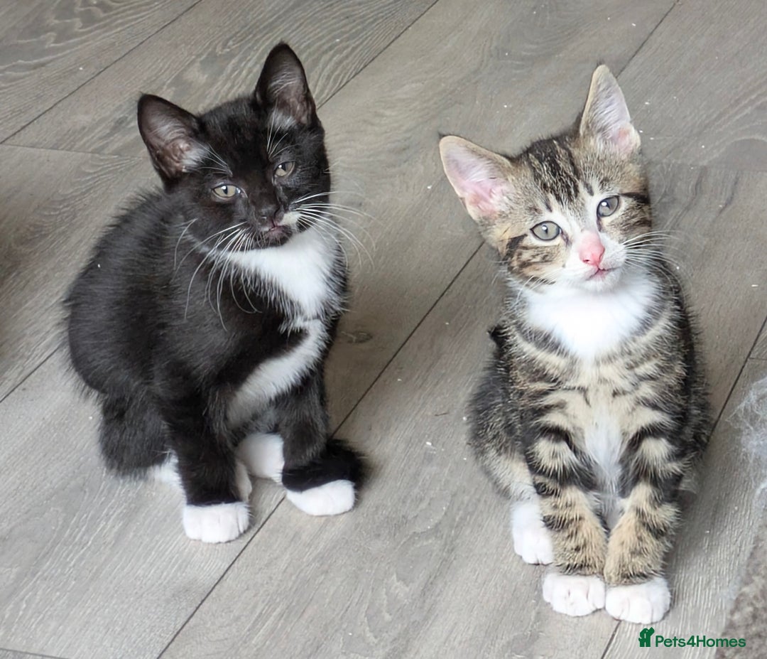 Domestic Shorthair cats for sale: Beautiful domestic short hair kittens for sale  - Image 6