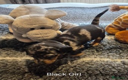 Dachshund dogs for sale: Dachshund Puppies looking for forever homes - Image 9