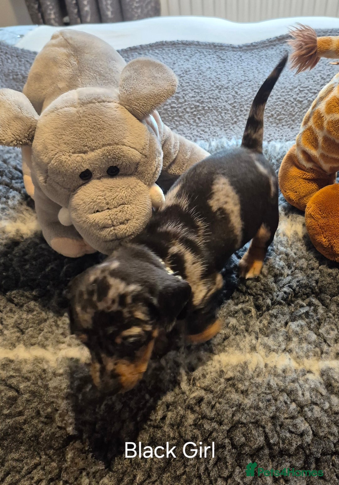 Dachshund dogs for sale: Dachshund Puppies looking for forever homes - Image 9