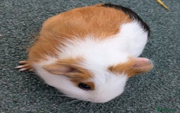 Guinea Pig rodents for sale: 3 Male Guinea Pigs  - Image 3