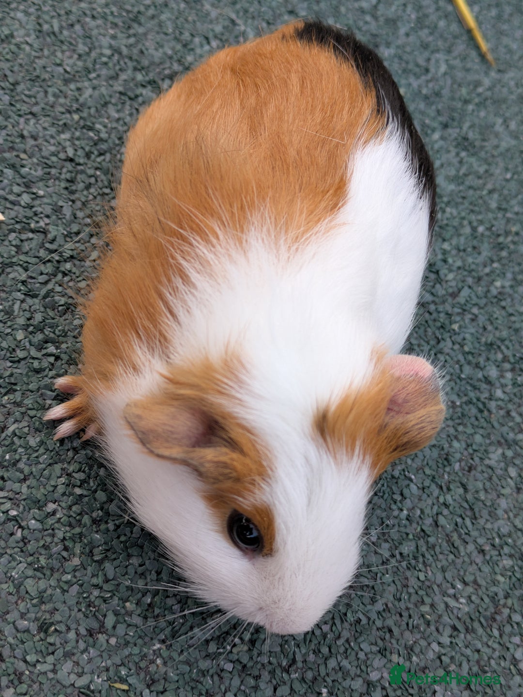 Guinea Pig rodents for sale: 3 Male Guinea Pigs  - Image 3