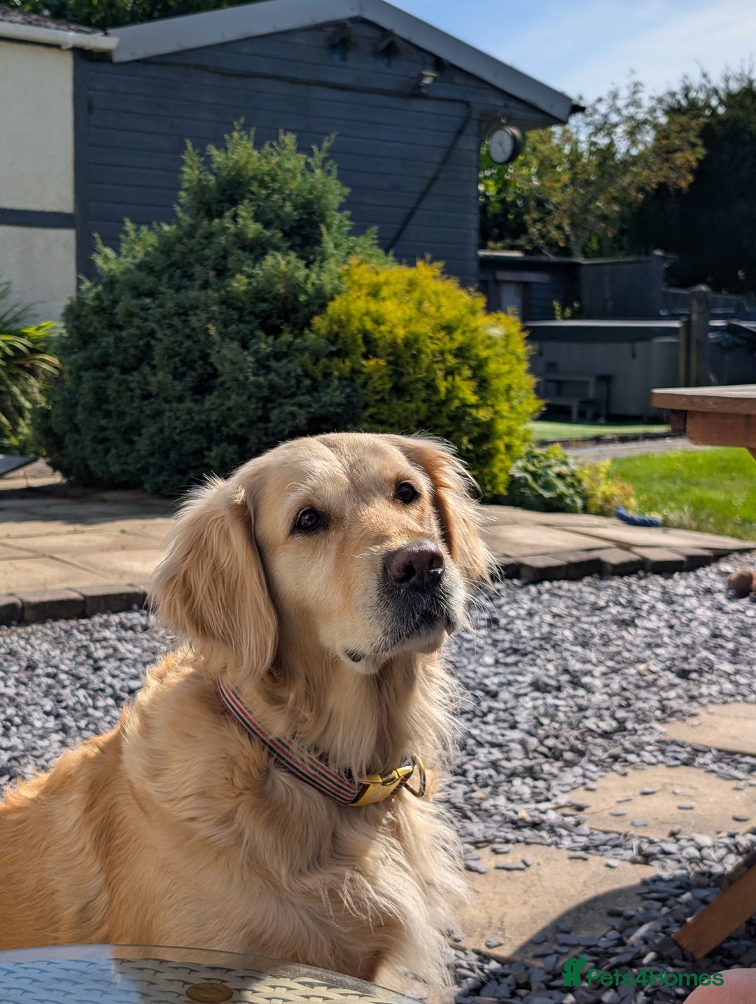 Golden Retriever dogs for sale: KC Golden Retriever Puppies for sale (4 boys left) - Image 14