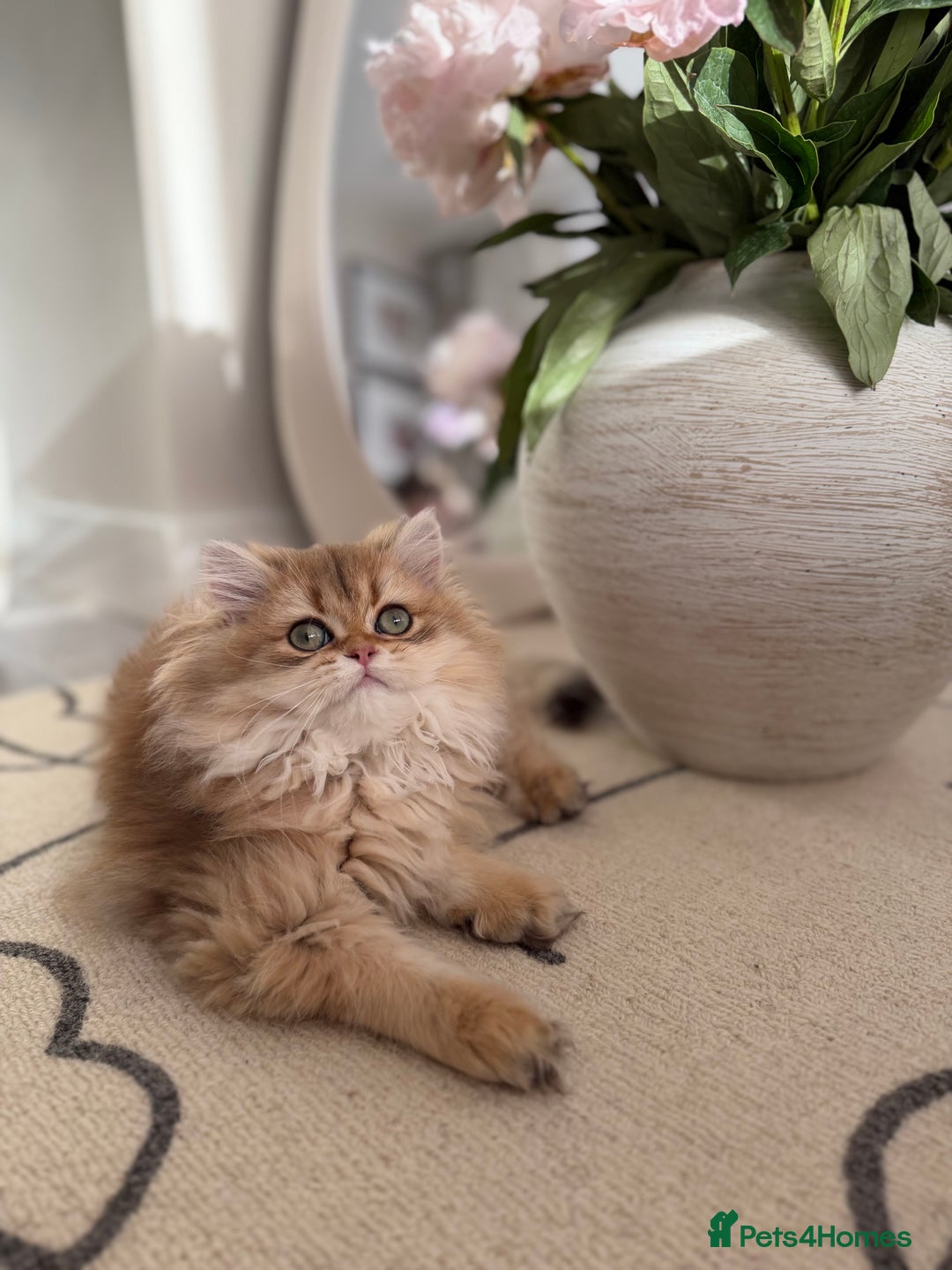 British Shorthair cats for sale: Golden British Longhair kitten  - Advert 19