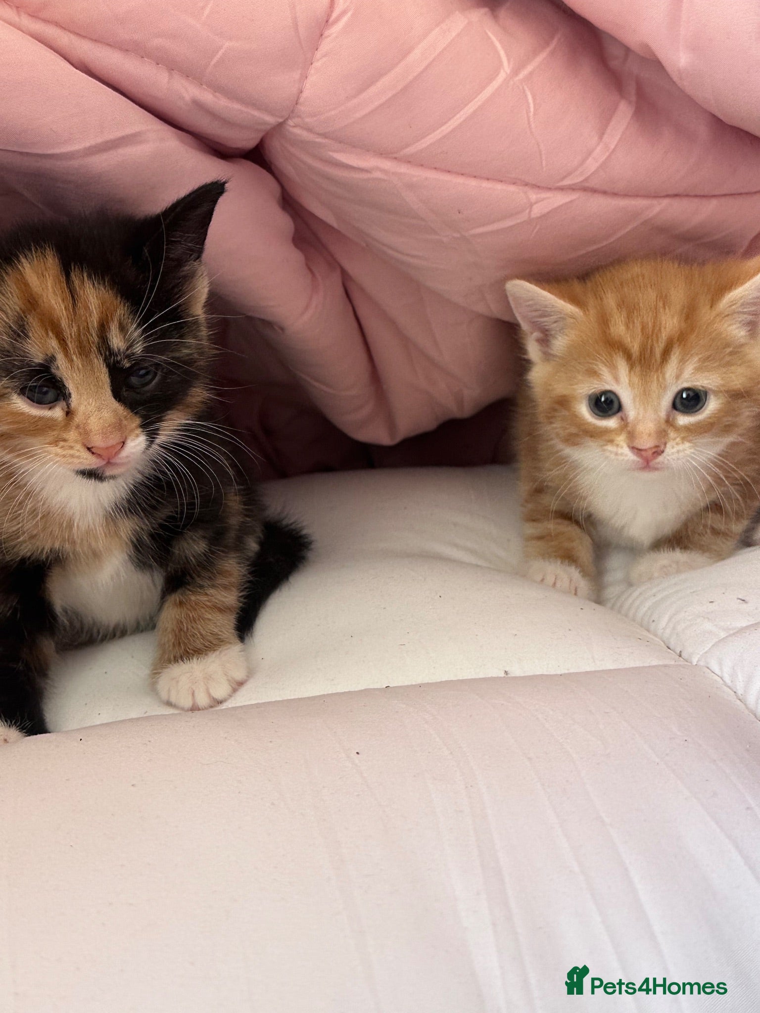 Mixed Breed cats 3 Beautiful Girls Looking for Their Forever Home - Advert 2
