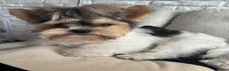 Yorkshire Terrier dogs for sale: Beautiful Yorkshire Terrier Puppies IHR Pedigree - Advert 16