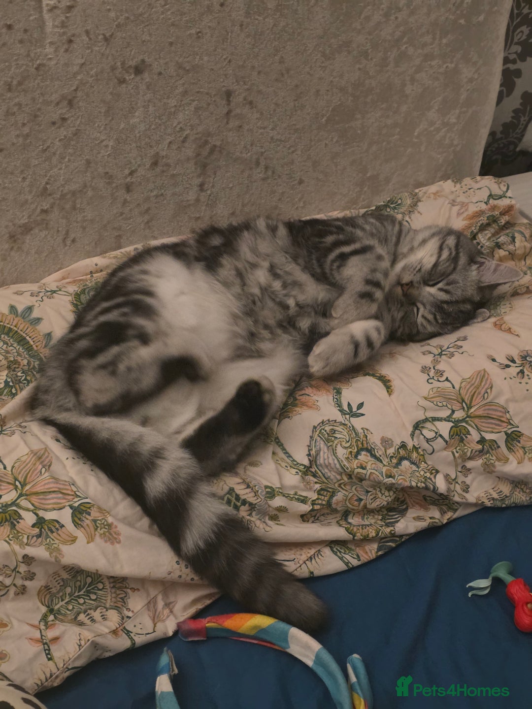 Persian cats for sale: Persian Chinchilla Silver - Advert 10