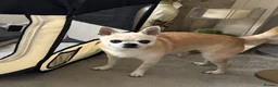 Pomchi dogs for sale: Stunning Pomchi Male Puppies - Advert 7