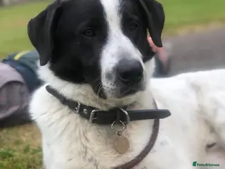 Mixed Breed dogs Meet Popescu, currently residing in Aberdeen - Advert 6