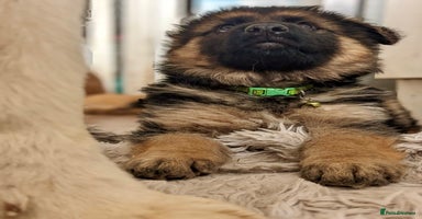 German Shepherd dogs - Advert 11
