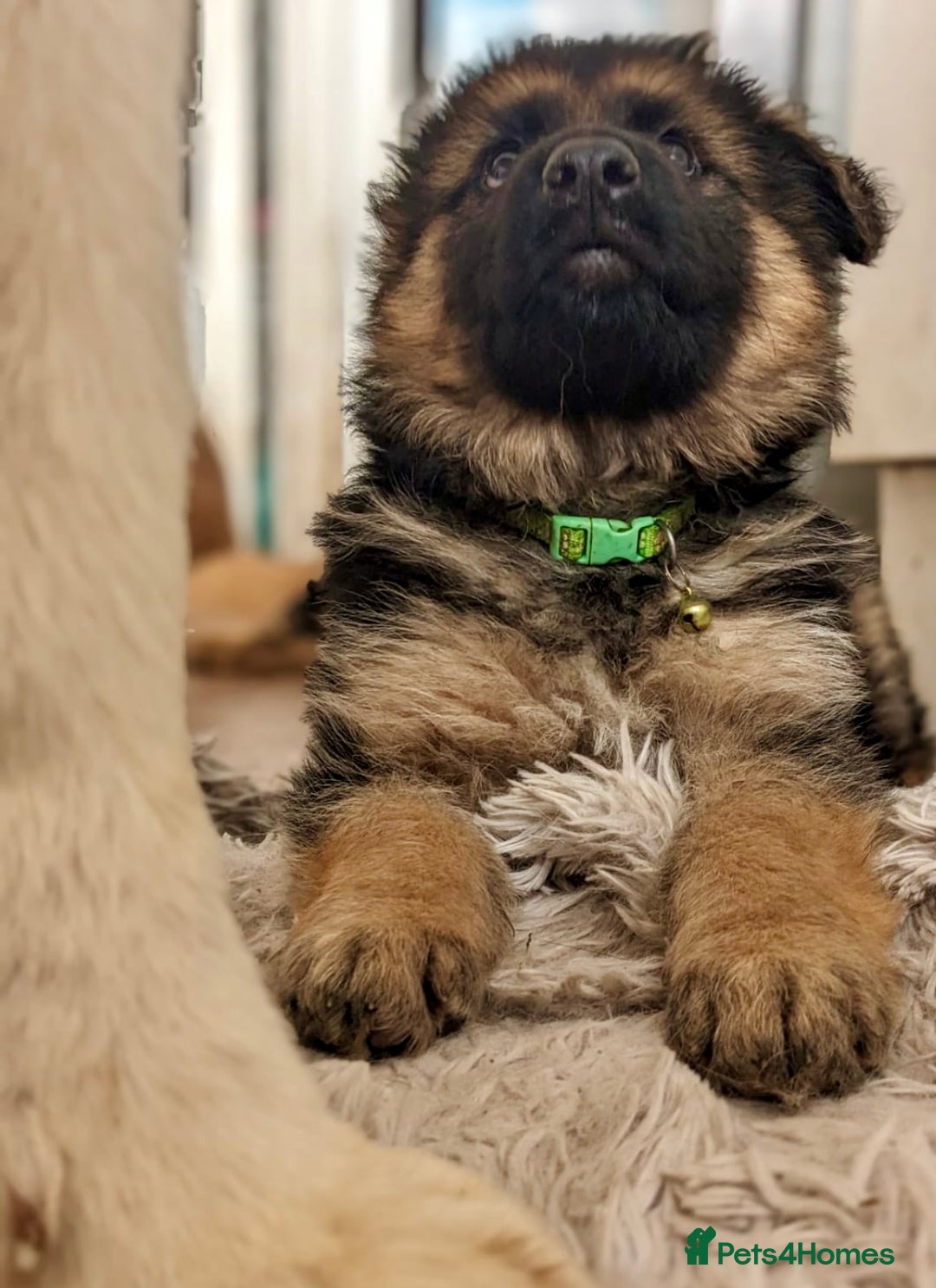 German Shepherd dogs for sale: 🌟READY🌟- KC registered Long Haired GSD pups♥️ - Image 4