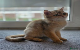 British Shorthair cats for sale: British Shorthair  - Image 3