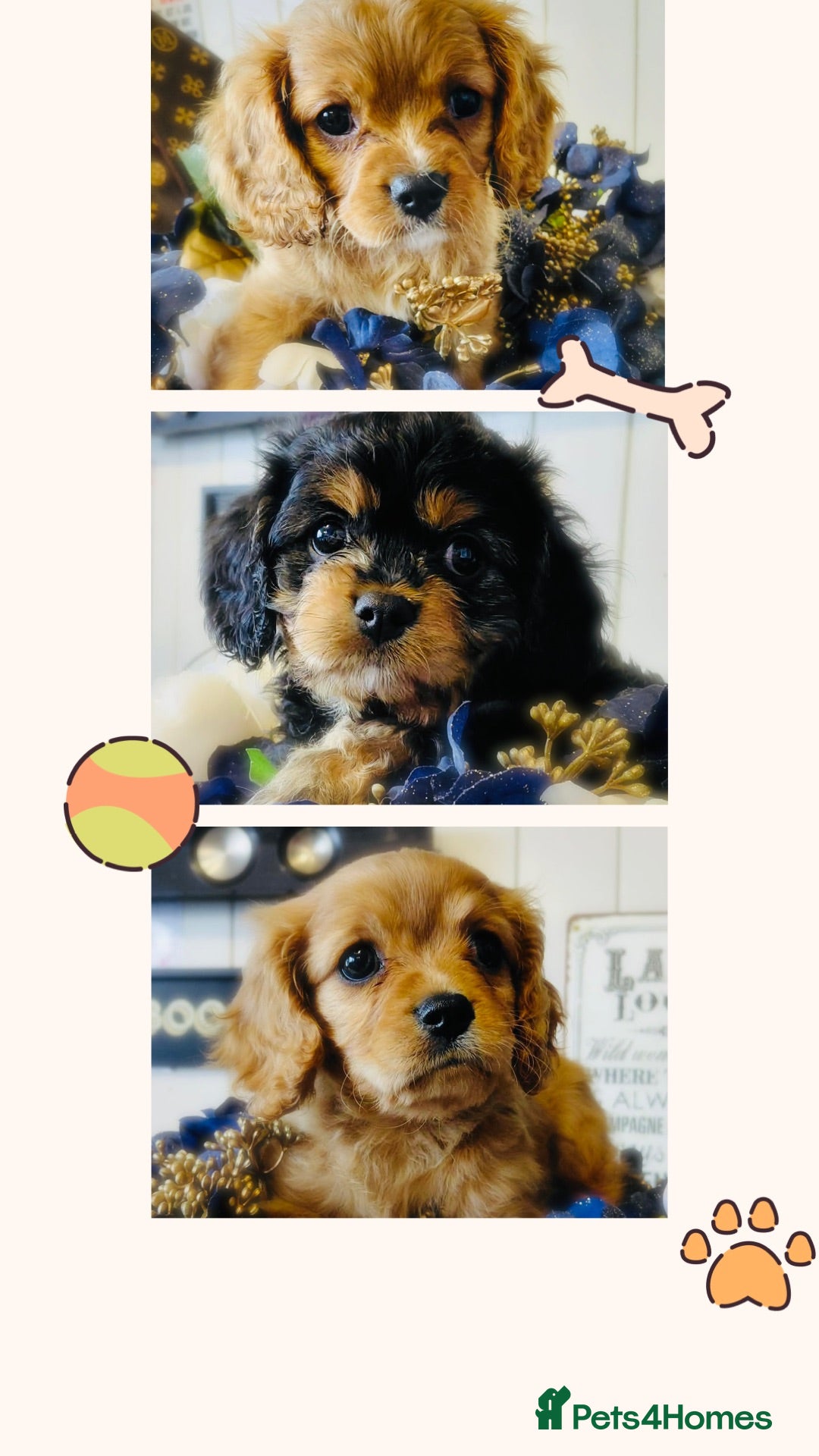 Cavapoo dogs F1b cavapoo - Advert 9