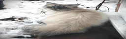 Ragdoll cats for sale: Gorgeous Snow Leocats: RagdollxSiberianxHimalayan! - Advert 9