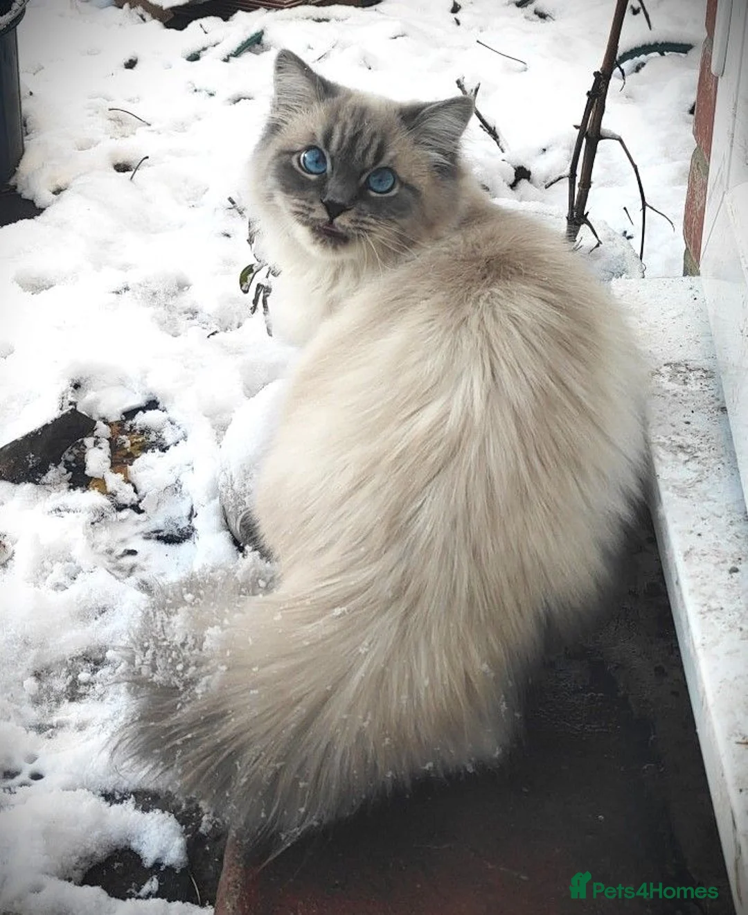 Ragdoll cats for sale: Gorgeous Snow Leocats: RagdollxSiberianxHimalayan! - Advert 9