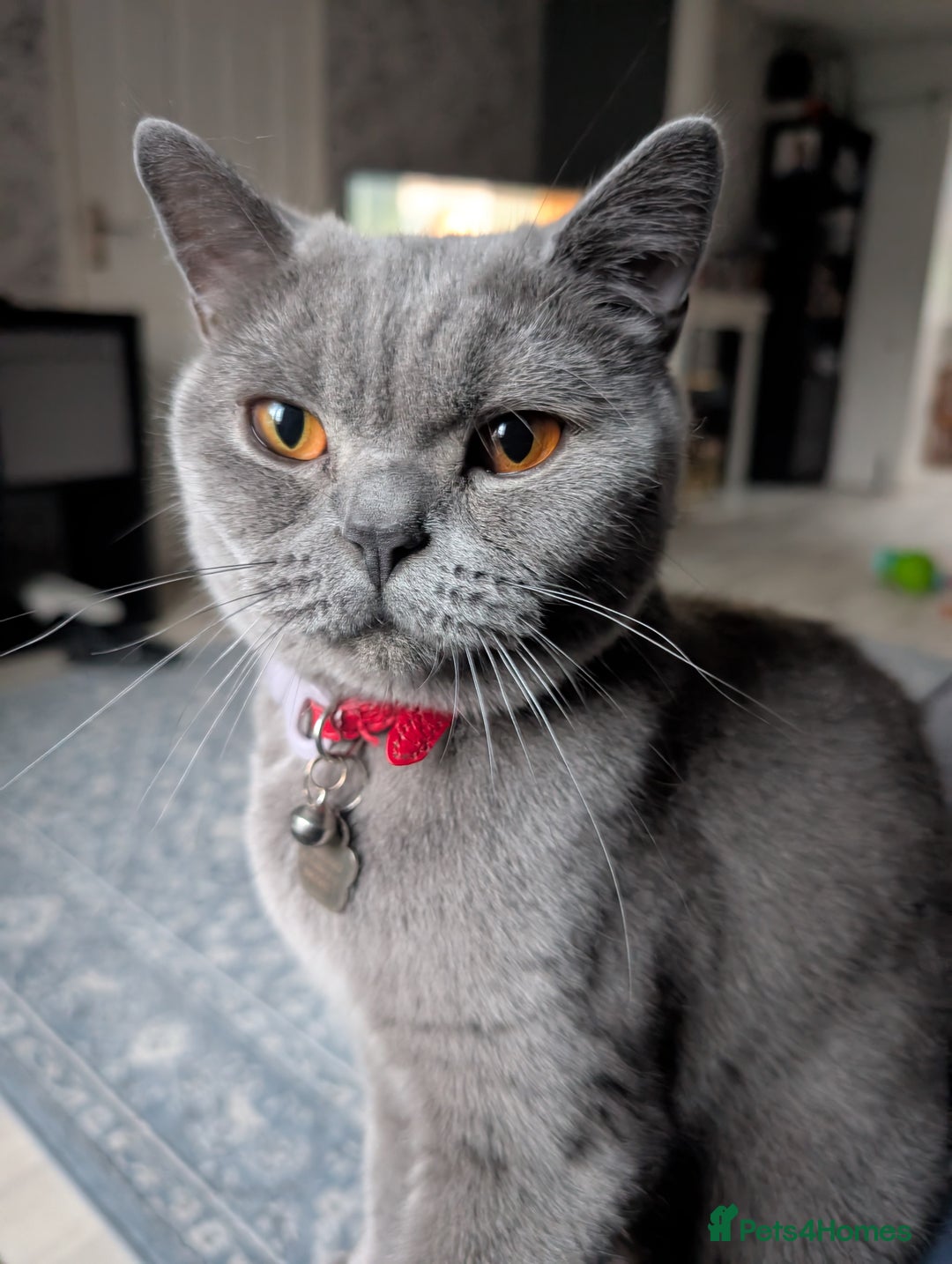 British Shorthair cats for sale: 2 adorable British shorthair kittens  - Image 5