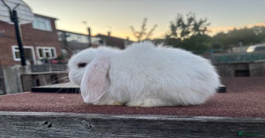 Mini Lop rabbits - Advert 11