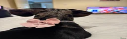 Dachshund dogs for sale: Lola  in York - Advert 2