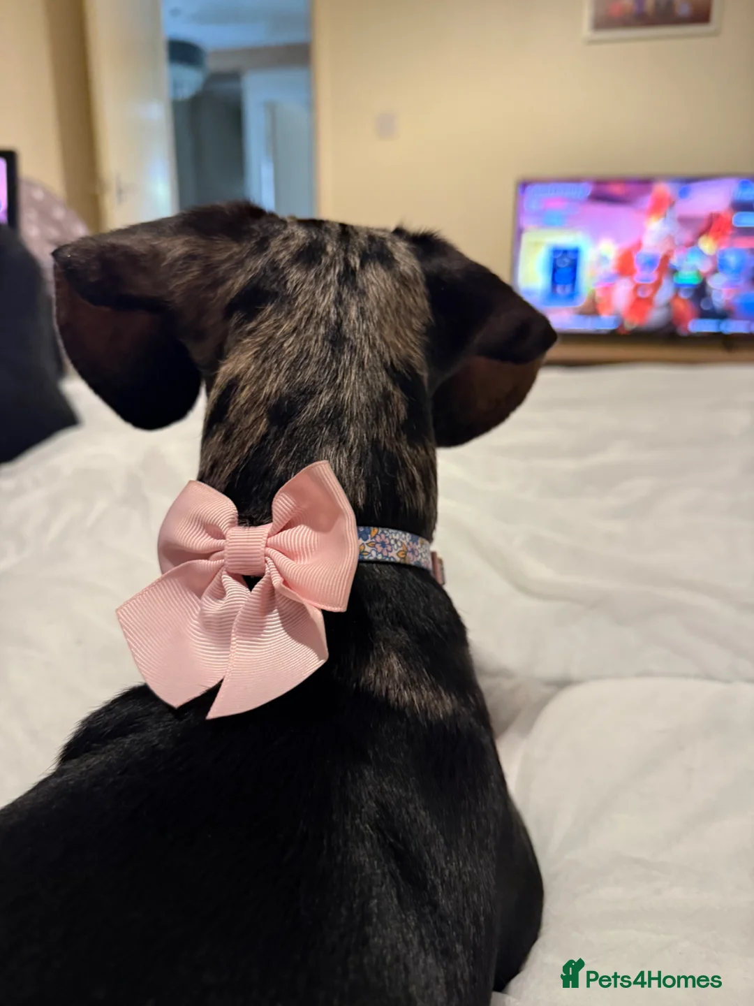 Dachshund dogs for sale: Lola  in York - Advert 2