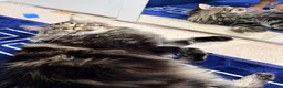 Maine Coon cats for stud: XL Mainecoon For Stud - Advert 6