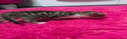 Mixed Breed cats for sale: Beautifull kittens ready to go  - Advert 7