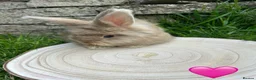 Angora rabbits for sale: Full Face English Angoras - Advert 18