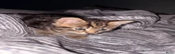 Mixed Breed cats for sale: Tabby kitten  - Advert 5