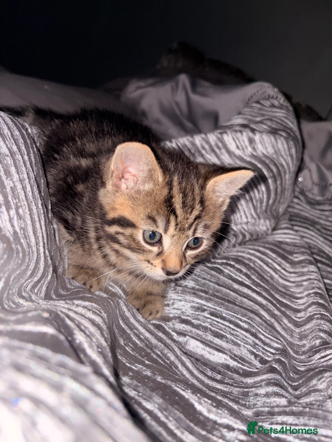 Mixed Breed cats for sale: Tabby kitten  - Advert 5