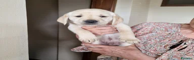 Labrador Retriever Puppy 1
