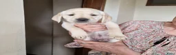 Labrador Retriever dogs for sale: Labrador Puppies - Advert 5
