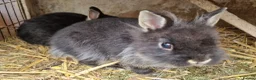 Mixed Breed rabbits for sale: Small, cute, soft, friendly bonded bunny brothers  - Advert 5