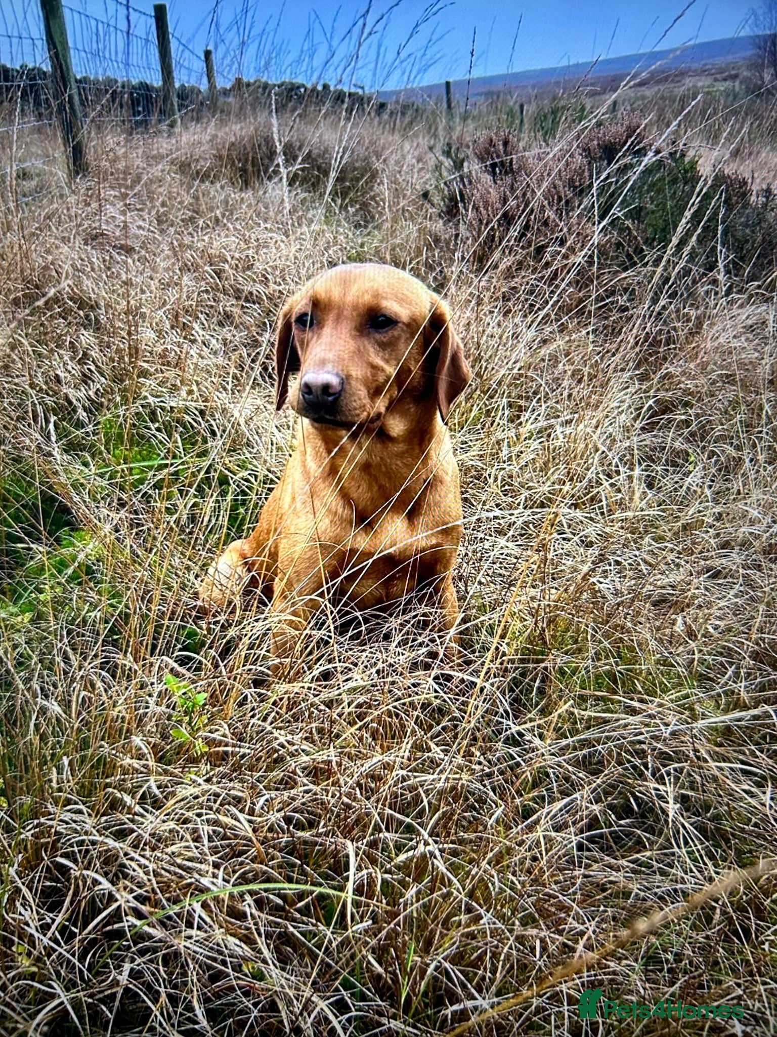Labrador Retriever dogs KC Pedigree Labrador pups for sale - Advert 1