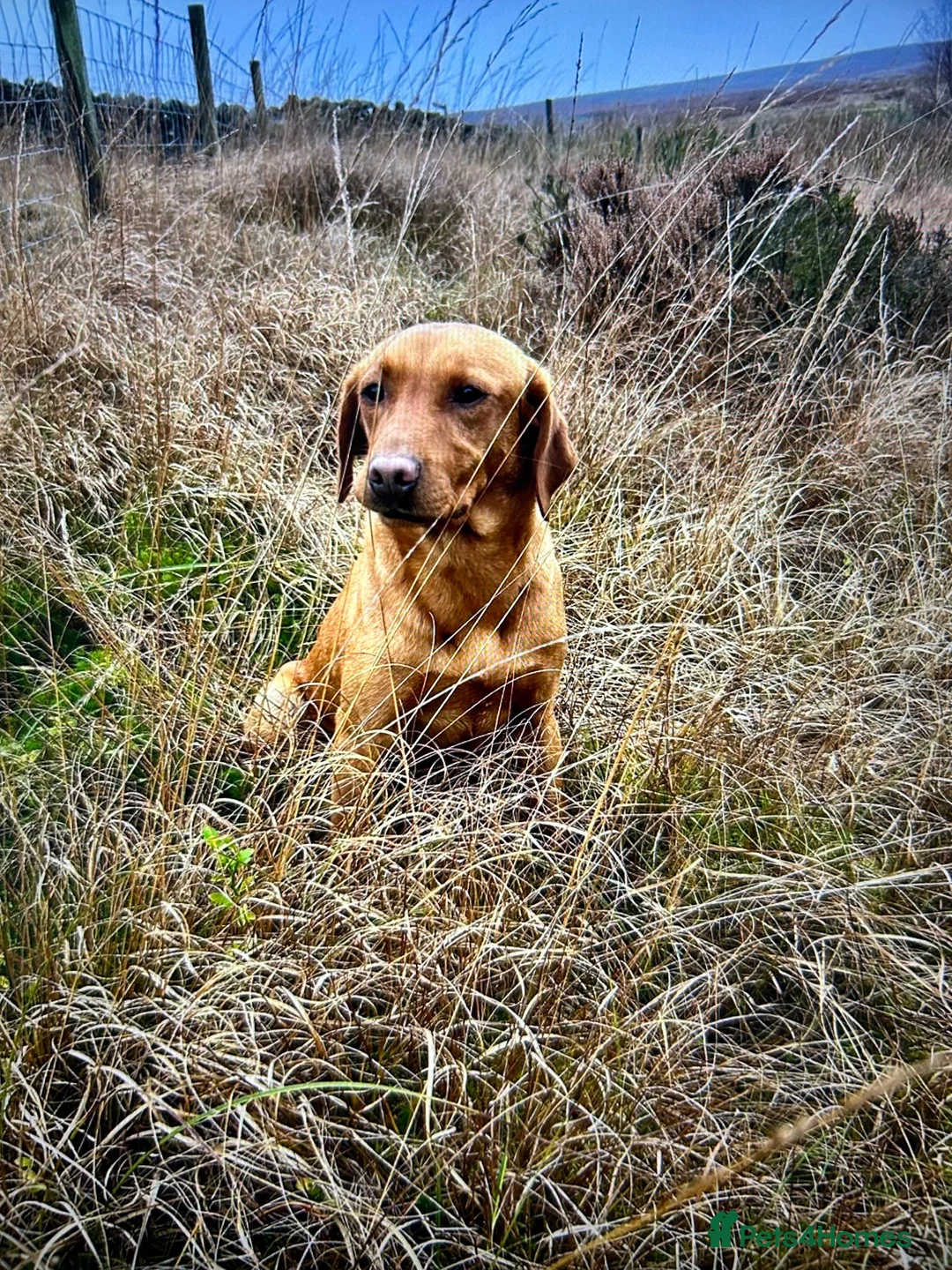 Labrador Retriever dogs for sale: KC Pedigree Labrador pups for sale in Lancaster - Advert 1