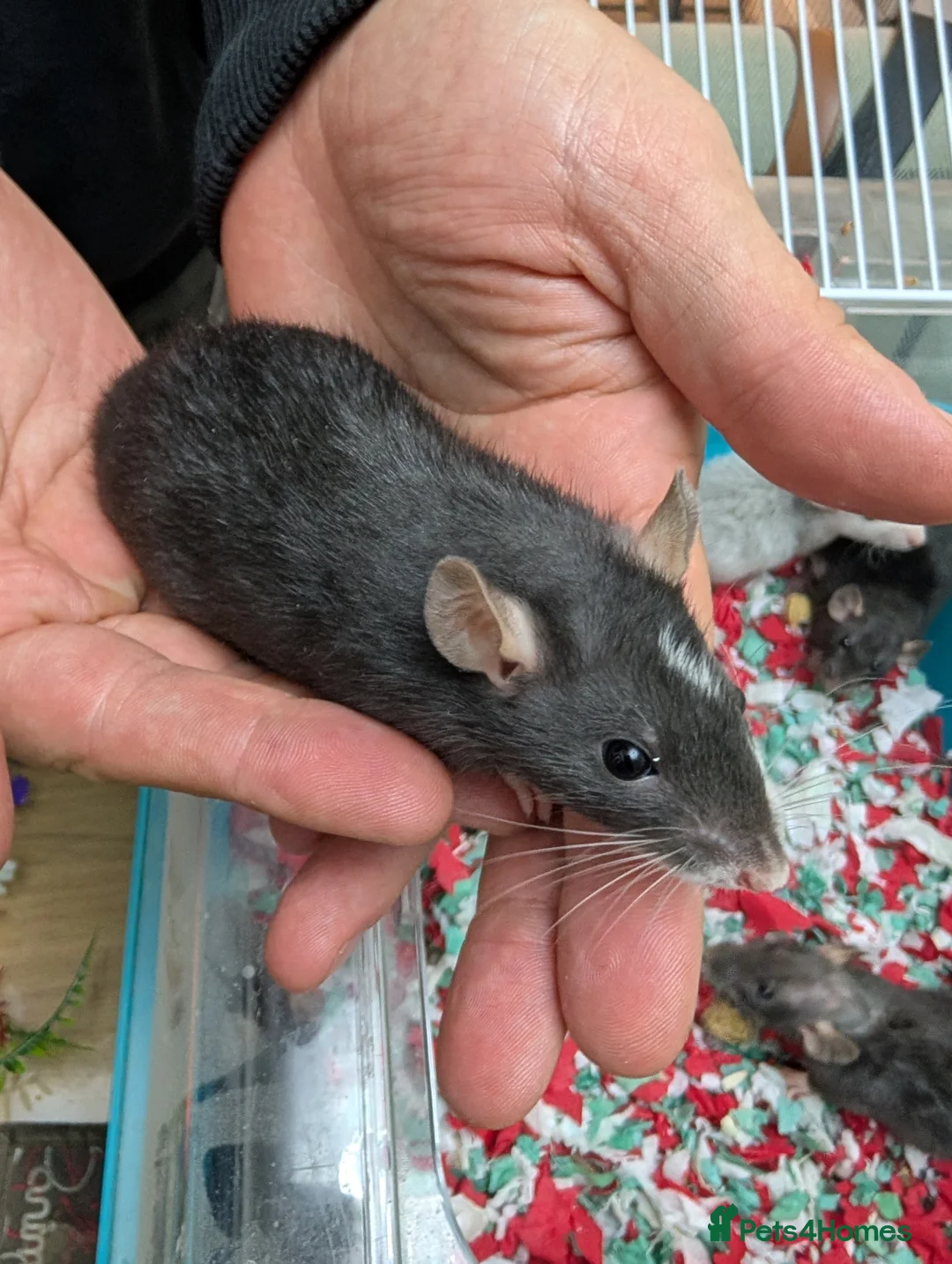 Rat rodents for sale: Rex Dumbo and top eared baby Rats,  - Advert 2