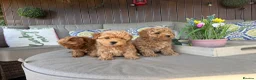 Maltipoo dogs for sale: Beautiful Red Maltipoo puppies for sale  - Advert 10