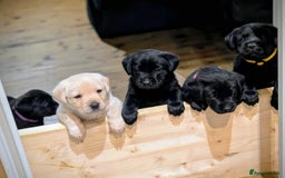 Labrador Retriever dogs for sale: Stunning labrador puppies from good working lines - Advert 21