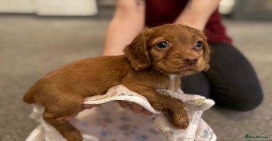 Cocker Spaniel dogs Beautiful Cocker Spaniel Puppies ready to go 17/11 - Advert 4