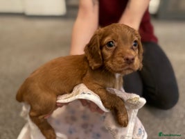 Cocker Spaniel dogs Beautiful Cocker Spaniel Puppies ready to go 17/11 - Advert 4