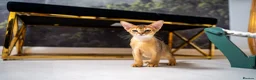 Abyssinian cats for sale: Caspian Boy - elegant, unique champion line🥇 - Advert 7
