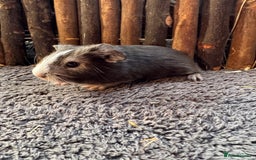 Mouse rodents for sale: Baby Guinea Pigs - Image 5